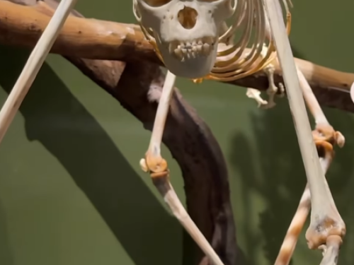 Foto de uma das exibições do museu 