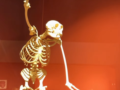 Foto de uma das exibições do museu 