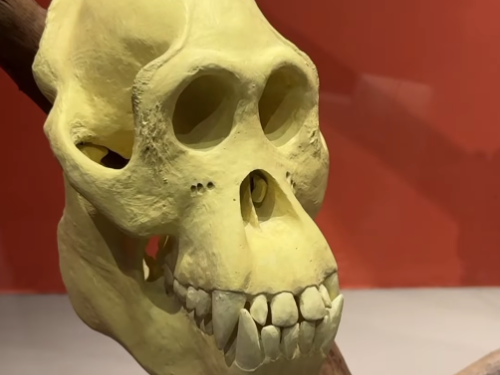 Foto de uma das exibições do museu 