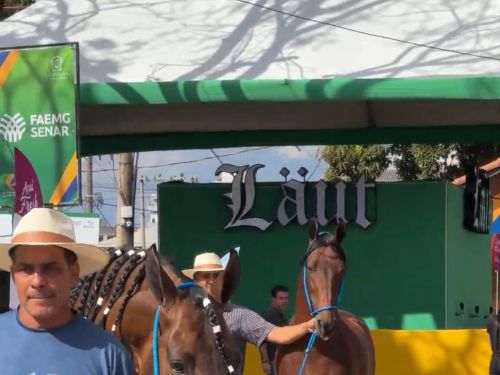 Foto de cavalos