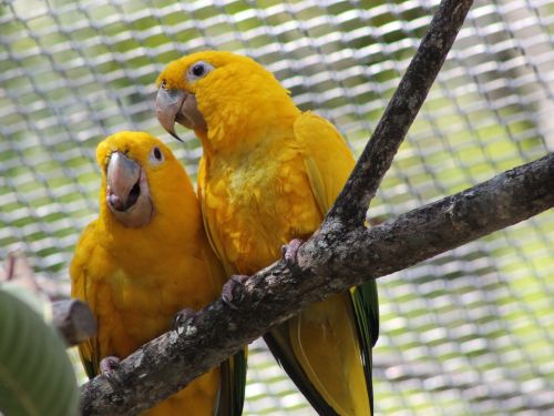 Recinto de Imersão de Aves do Zoológico de Belo Horizonte