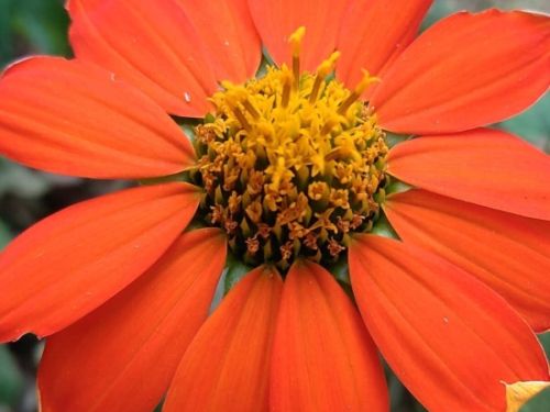 natureza flor 