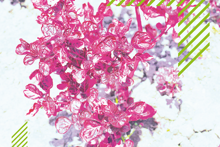 Programação Virtual dos Centros Culturais