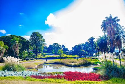 Imagem mostra um dia ensolarado, céu azul com metade de nuvem branca. O destaque são dos Jardins do MAP. Gramas e folhagens verdes. Uma planta no centro chama atenção por ser vermelha. 