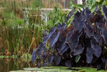 A imagem revela um lago e plantas e tons verdes e roxo