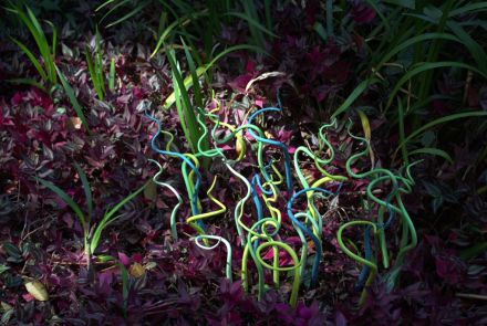 Viridário – Jardim da fragilidade - Imagem de Folhagens