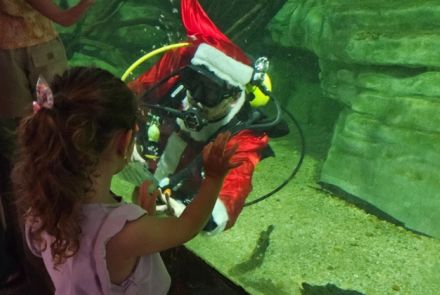 Mergulho do Papai Noel no Aquário da Bacia do Rio São Francisco