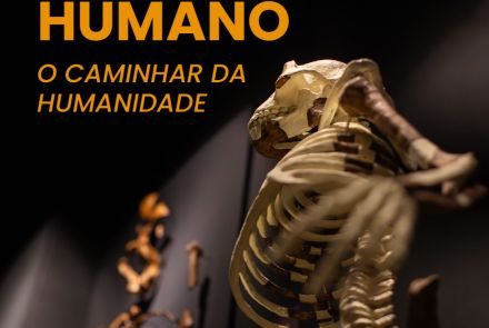 Foto de capa para a exposição no museu da puc minas: “O Fenômeno Humano: o Caminhar da Humanidade”