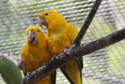 Recinto de Imersão de Aves do Zoológico de Belo Horizonte