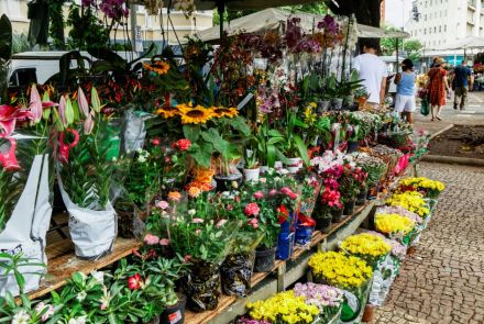 Feira de flores em um espaço aberto, onde uma banca está repleta de flores e plantas em vasos. No primeiro plano e no centro, uma grande variedade de flores coloridas está em exposição, incluindo crisântemos, girassóis e orquídeas de cores como amarelo, branco, rosa e roxo. O ambiente é iluminado pela luz do sol, e o chão é coberto por um calçamento de pedras irregulares. 