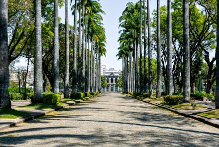 Alameda larga de paralelepípedos alinhada por duas filas de palmeiras altas com troncos retos; canteiros e arbustos baixos junto às bases das árvores. Ao centro, ao longe, fachada de edifício histórico vista entre as palmeiras; sombras das copas projetadas sobre o piso irregular.