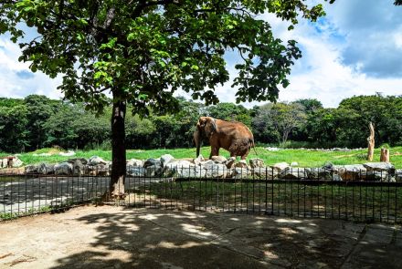 Um elefante no zoológico. O animal, de cor marrom-acinzentada, está em um grande gramado verde. O recinto é cercado por pedras e uma cerca de metal, que fica no primeiro plano. O local é cercado por uma floresta densa, e o céu está azul com nuvens brancas e grandes.