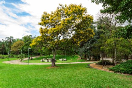 Grande árvore com flores amarelas no centro, cercada por um caminho de pedras grandes que serpenteia. A vegetação ao redor é variada, com arbustos e outras árvores. O céu está limpo, com algumas nuvens dispersas.