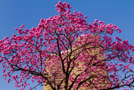 Ipê rosa Edificio Niemeyer Praça da Liberdade